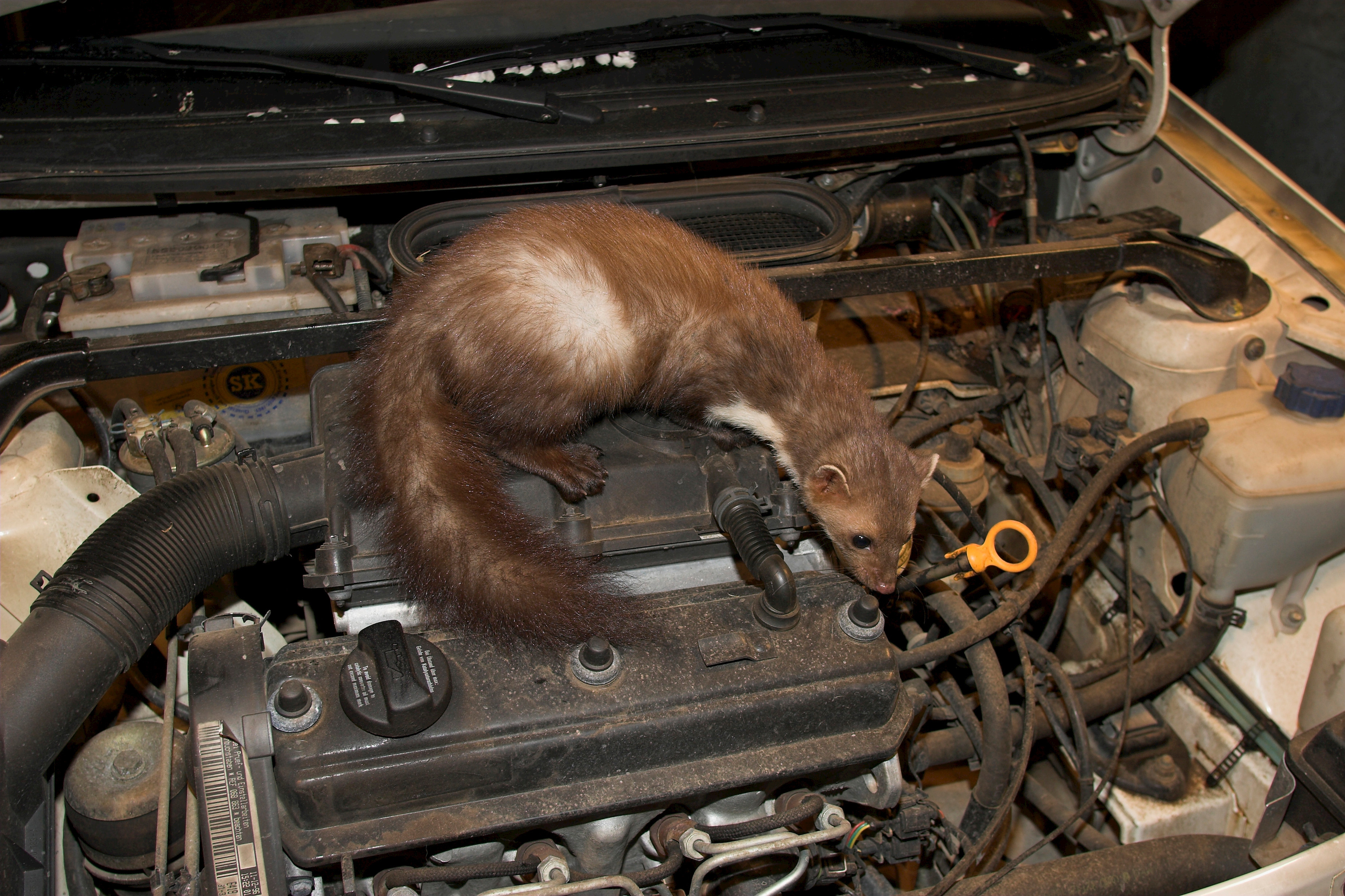 Stone martens see your car cables as a threat