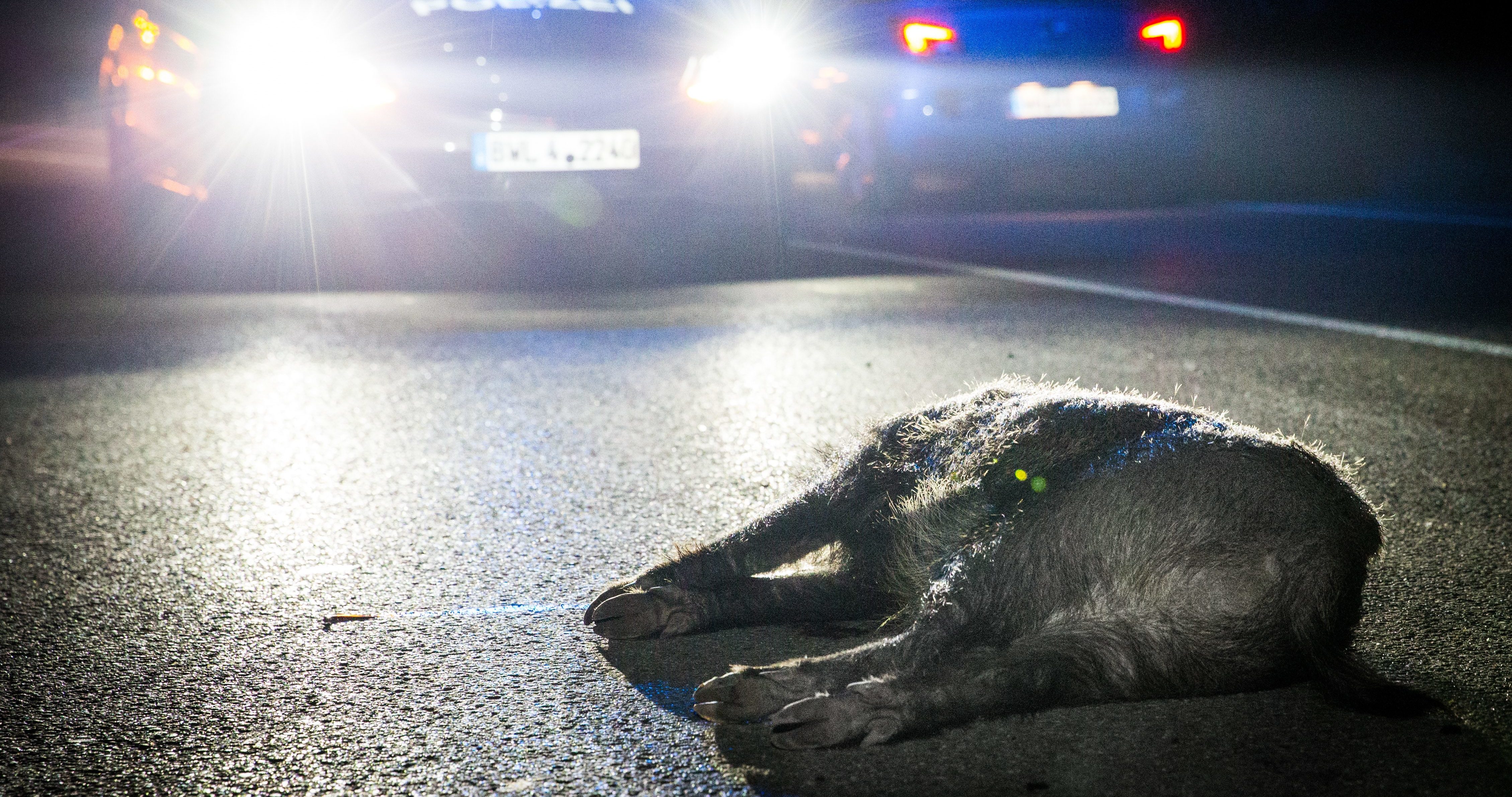 14 wild boars killed at one time on Limburg highway