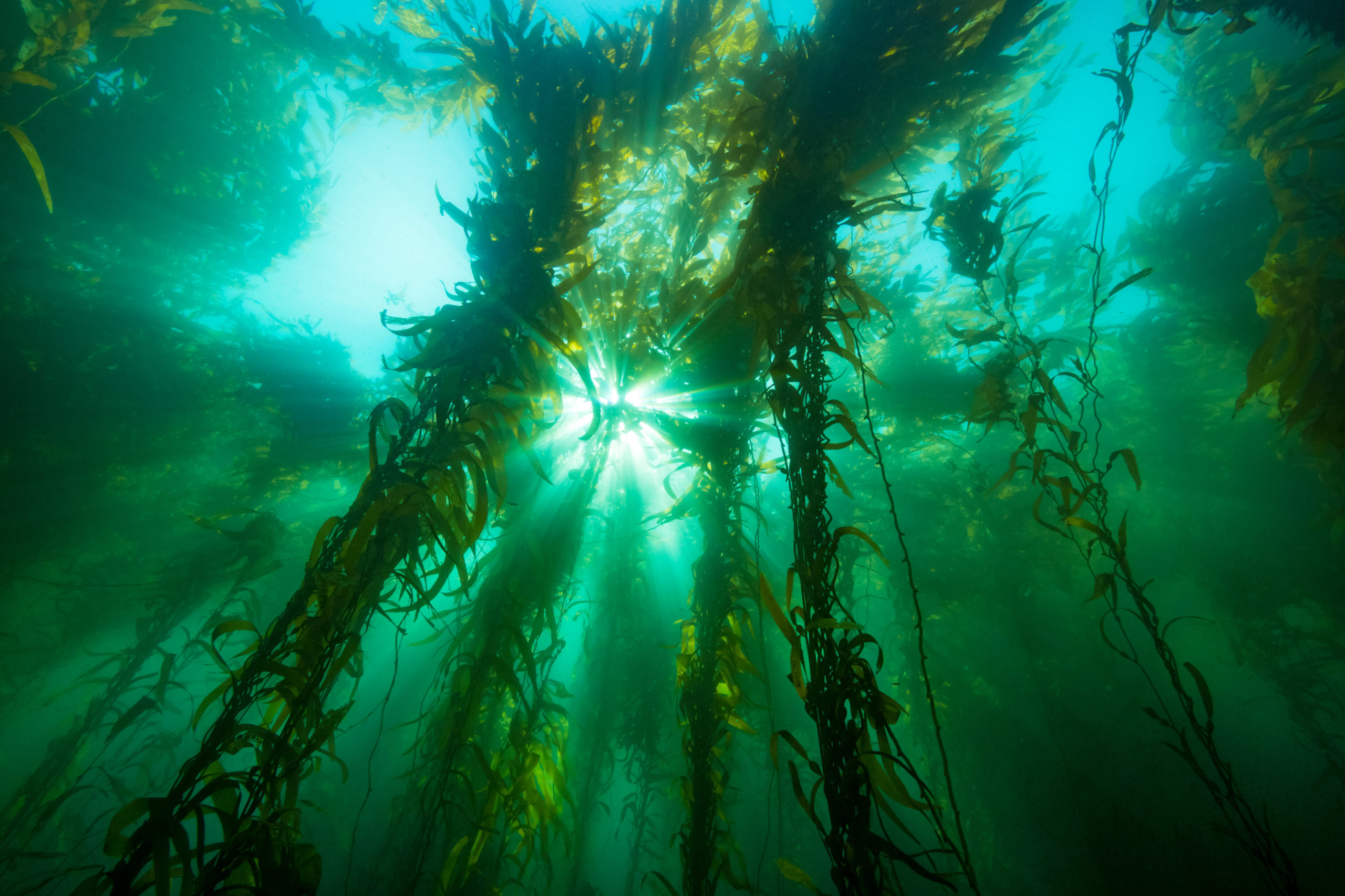 Biofuels: kelp farms operated by underwater drones?