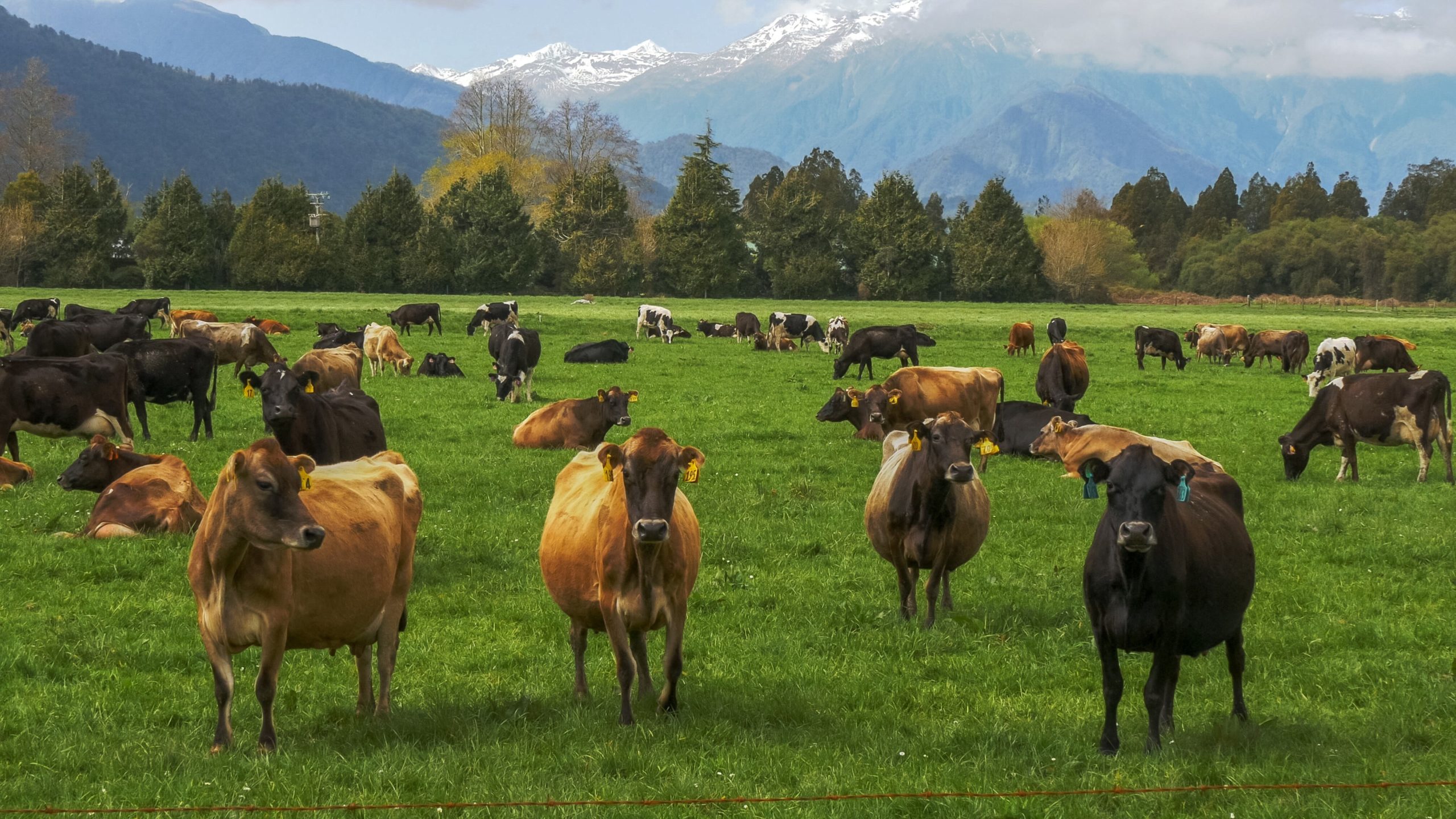 New Zealand: ‘fewer cows and more EVs to cut greenhouse gases’