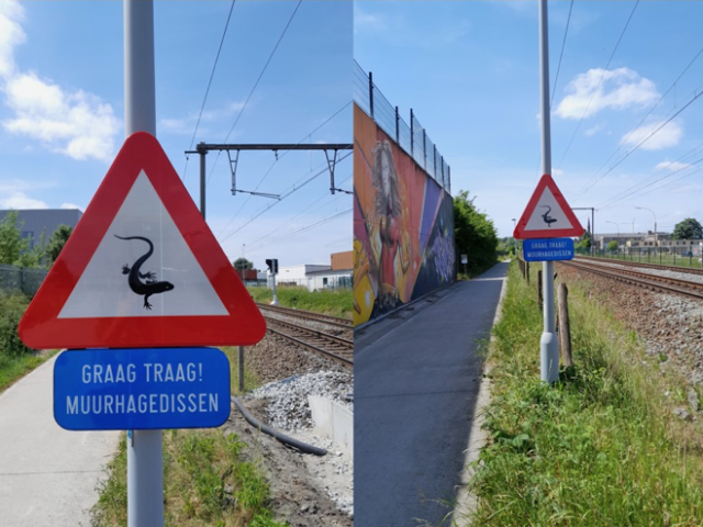 City of Wetteren put up a road sign warning for… wall lizards