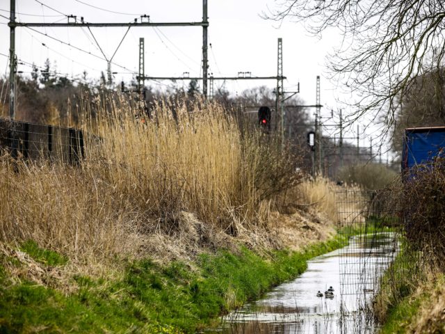Badger population paralyzes Dutch rail traffic